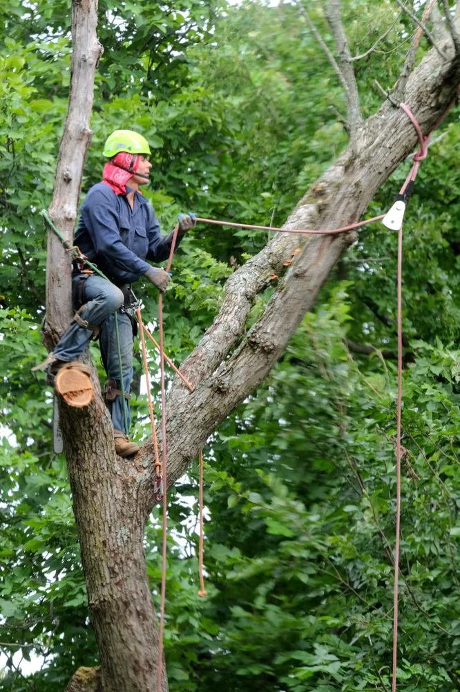 Professional landscape installation in Palatine, IL - Cabanas Tree Service