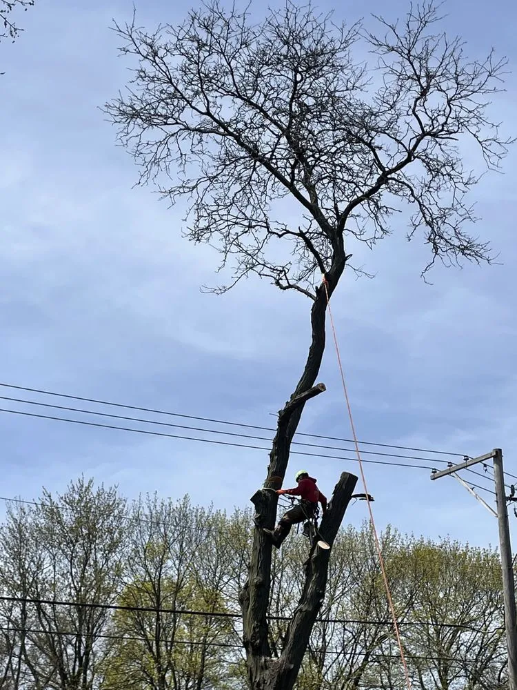 Local residential landscaping for outdoor upgrades across Palatine, IL - Cabanas Tree Service