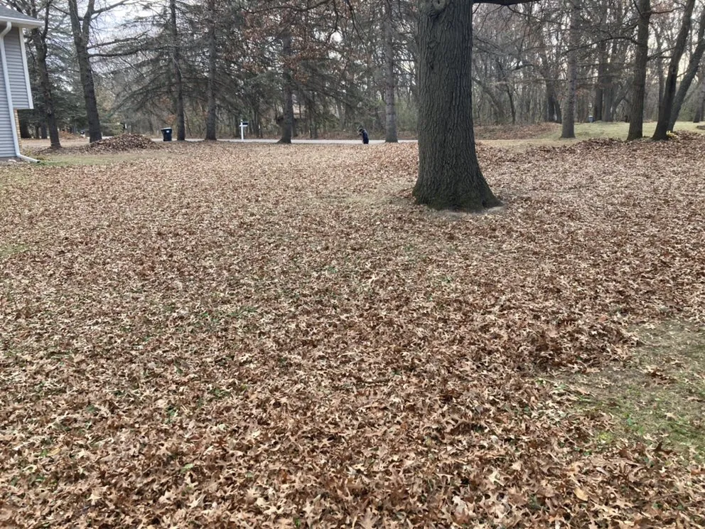 Affordable lawn care service in Blaine, MN by Cabdor