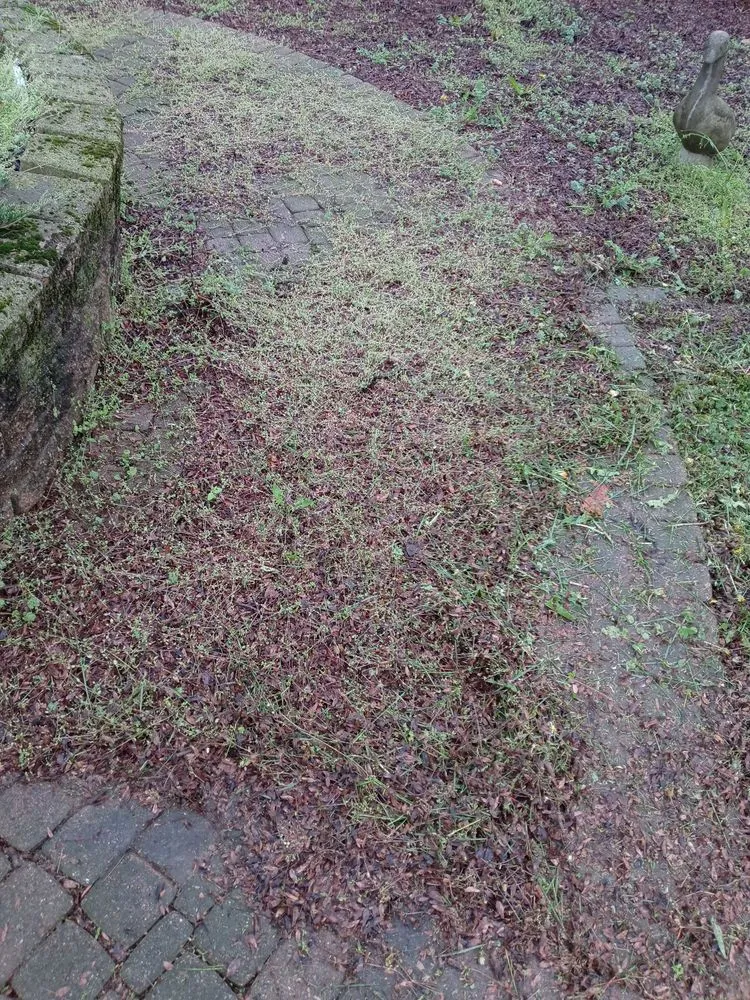 Top-rated landscape design experts serving Kankakee, IL - C.A.B.E Lawn Care