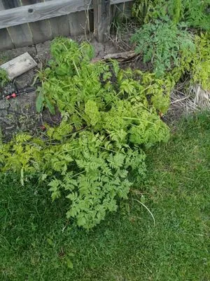 C.A.B.E Lawn Care Logo