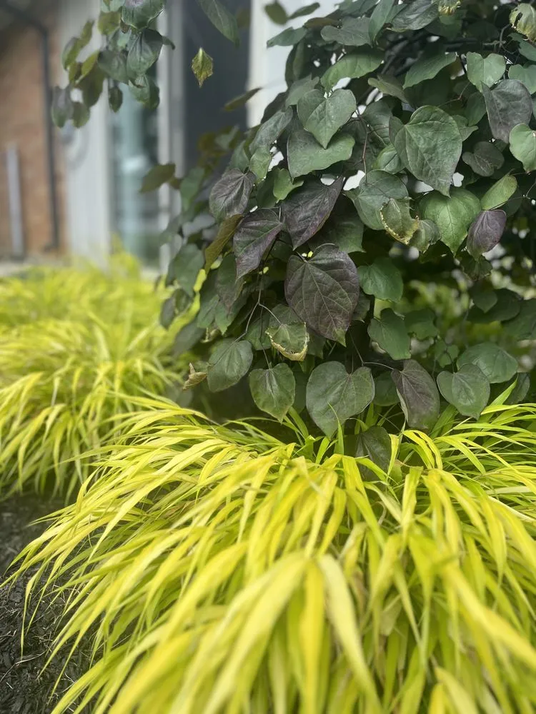 Reliable lawn mowing service in Dayton, OH by Cable Bros Outdoor Living & Landscaping