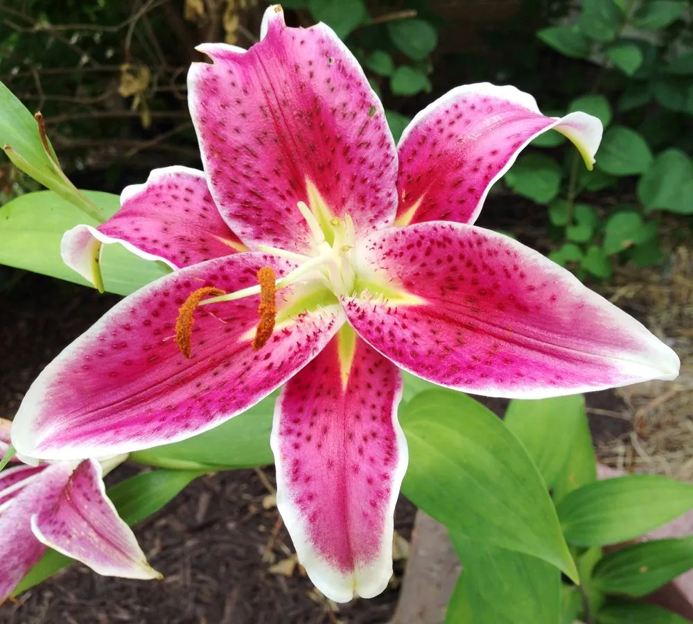 Top-rated yard maintenance for year-round maintenance in Moline, IL by Cable Lawnscape