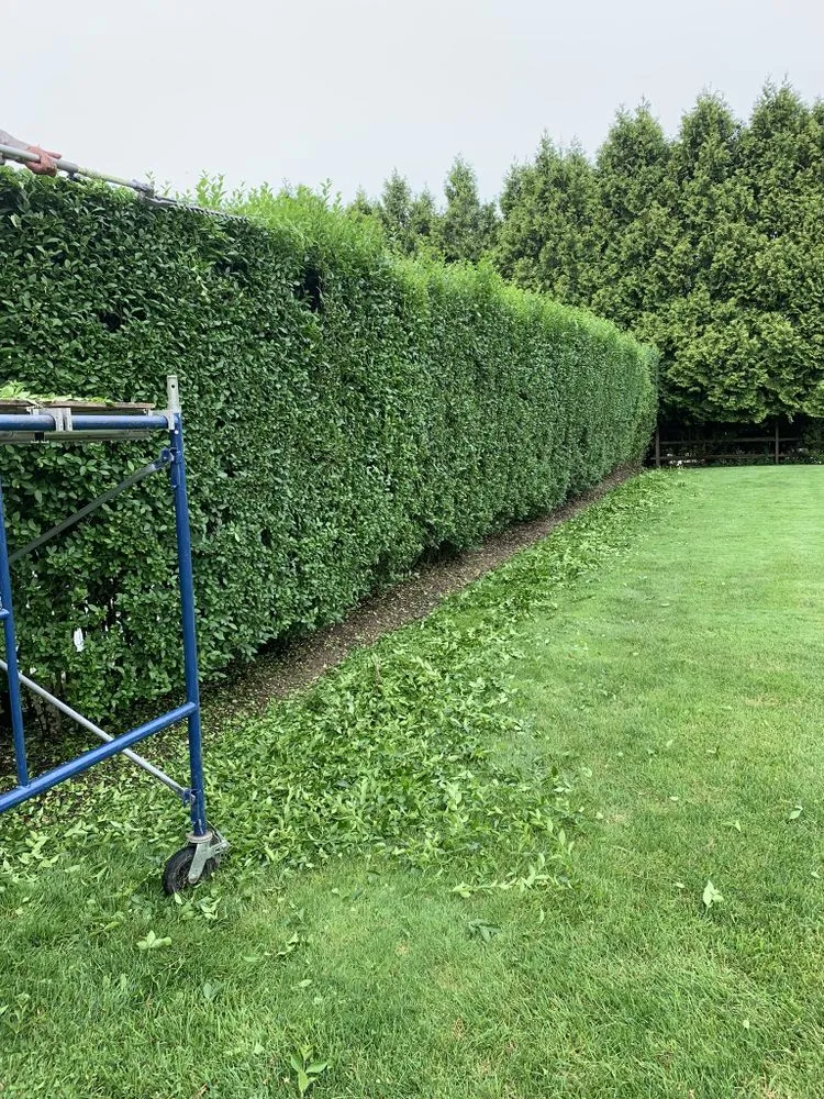 Top-rated lawn care service experts serving Mastic, NY - Cabrera landscaping