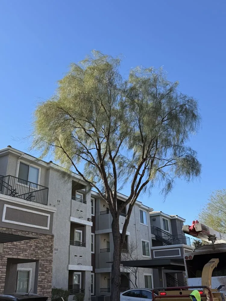 Reliable lawn care service with custom design in Las Vegas, NV by Cabrera’s landscape