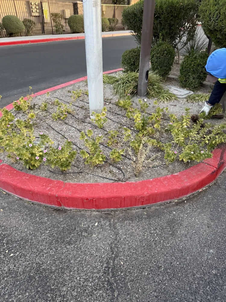 Expert landscape design in Las Vegas, NV - Cabrera’s landscape