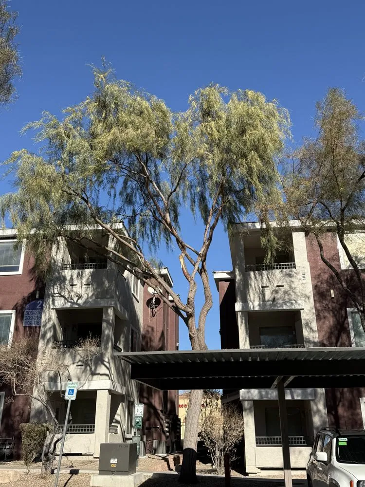 Reliable landscape installation for year-round maintenance in Las Vegas, NV by Cabrera’s landscape