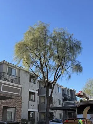 Cabrera’s landscape Logo