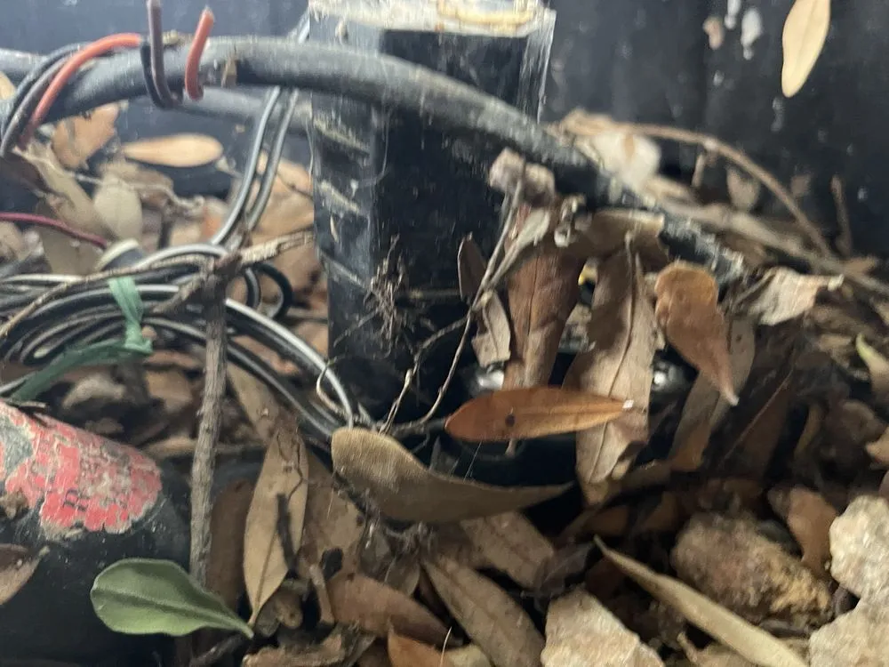 Top-rated landscaping services with custom design across Las Vegas, NV - Cacti Landscapes