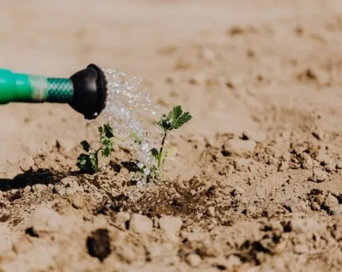 Local outdoor landscaping experts serving Las Vegas, NV - Cacti Landscapes