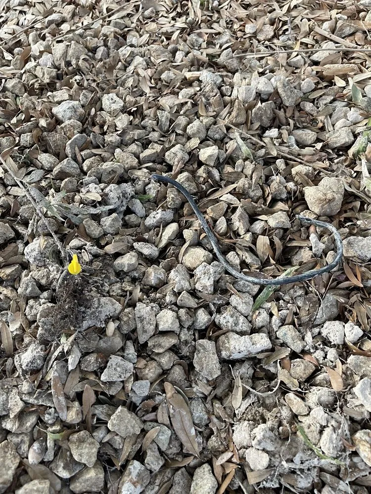 Trusted yard maintenance experts serving Las Vegas, NV - Cacti Landscapes