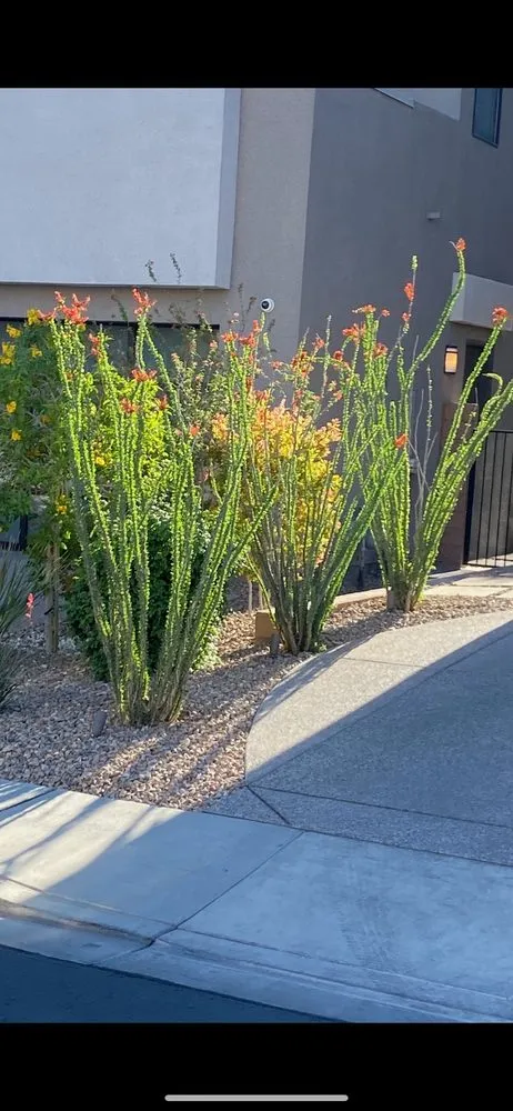 Expert landscaping services for outdoor upgrades in Las Vegas, NV by Cacti Landscapes