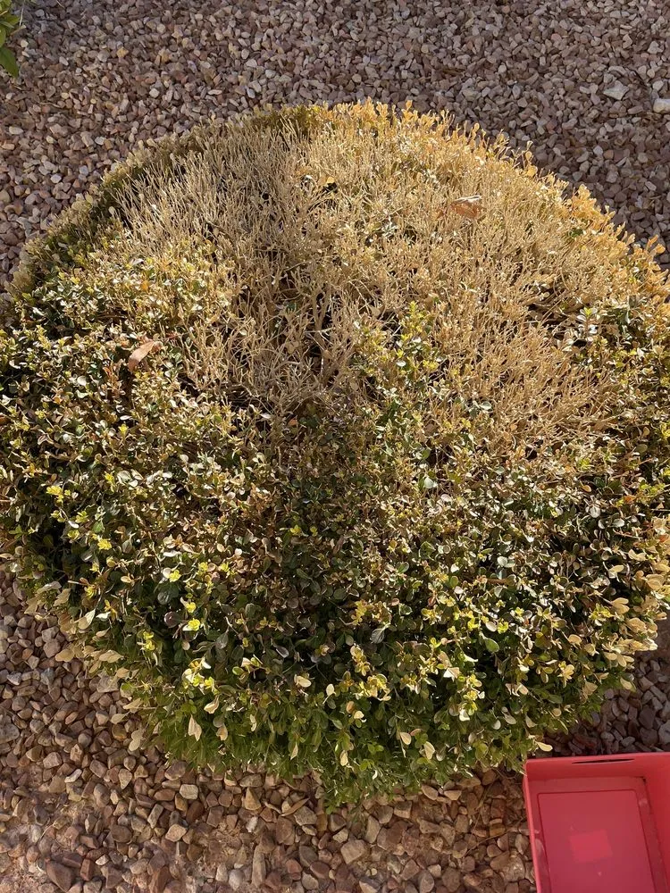 Expert garden landscaping experts serving Las Vegas, NV - Cacti Landscapes