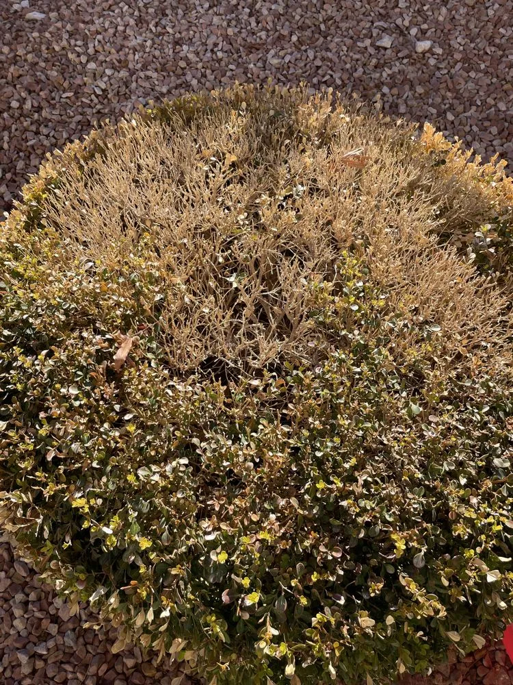 Custom landscape installation for homes in Las Vegas, NV by Cacti Landscapes