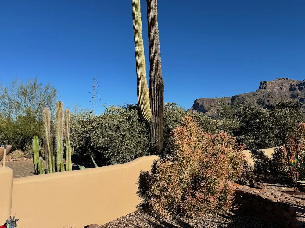Affordable landscape installation for outdoor upgrades in Mesa, AZ by Cactus pros