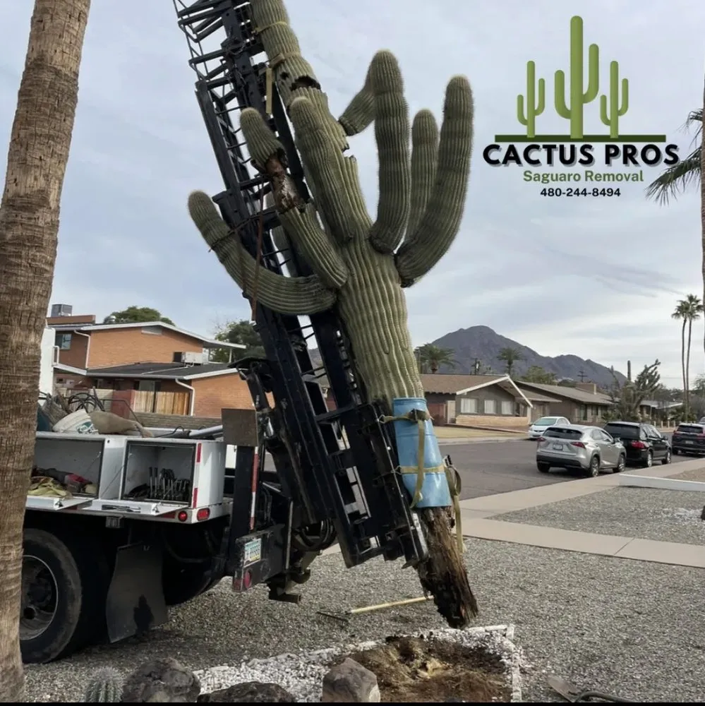 Professional residential landscaping for beautiful yards across Mesa, AZ - Cactus pros
