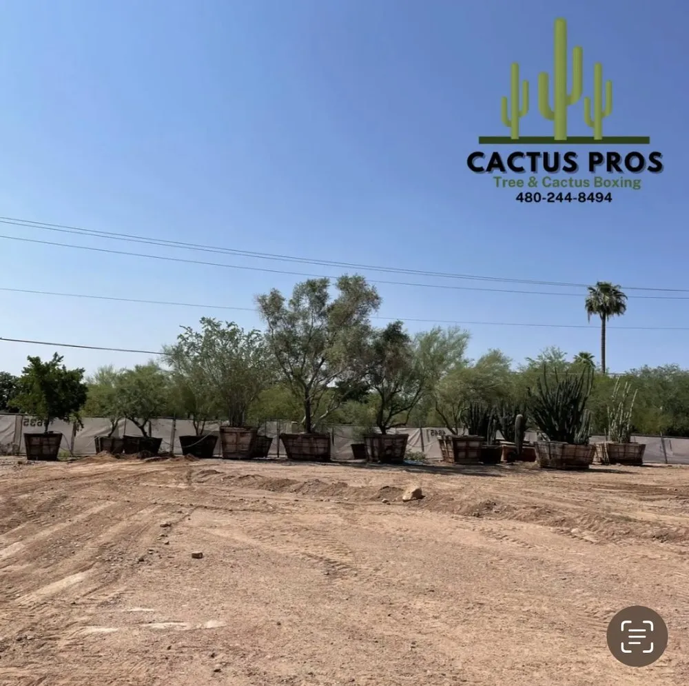Reliable lawn mowing service for beautiful yards in Mesa, AZ by Cactus pros