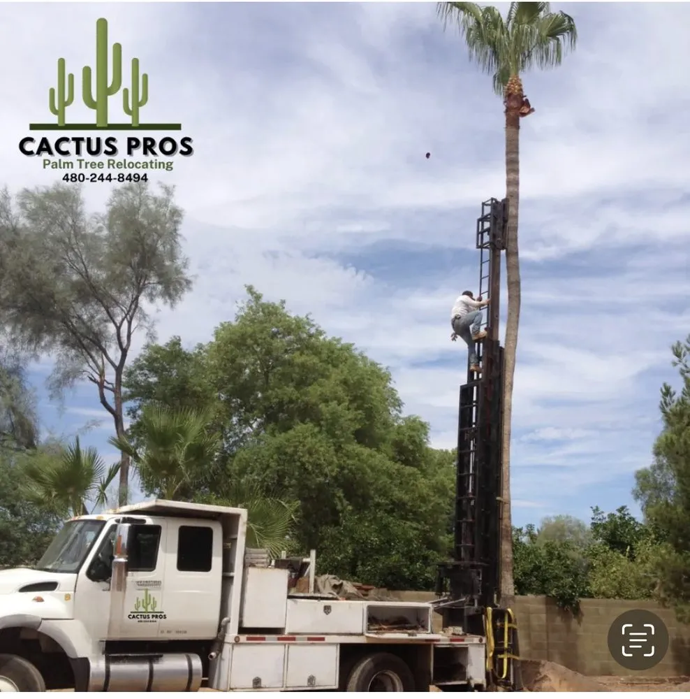 Professional landscape design for homes in Mesa, AZ by Cactus pros