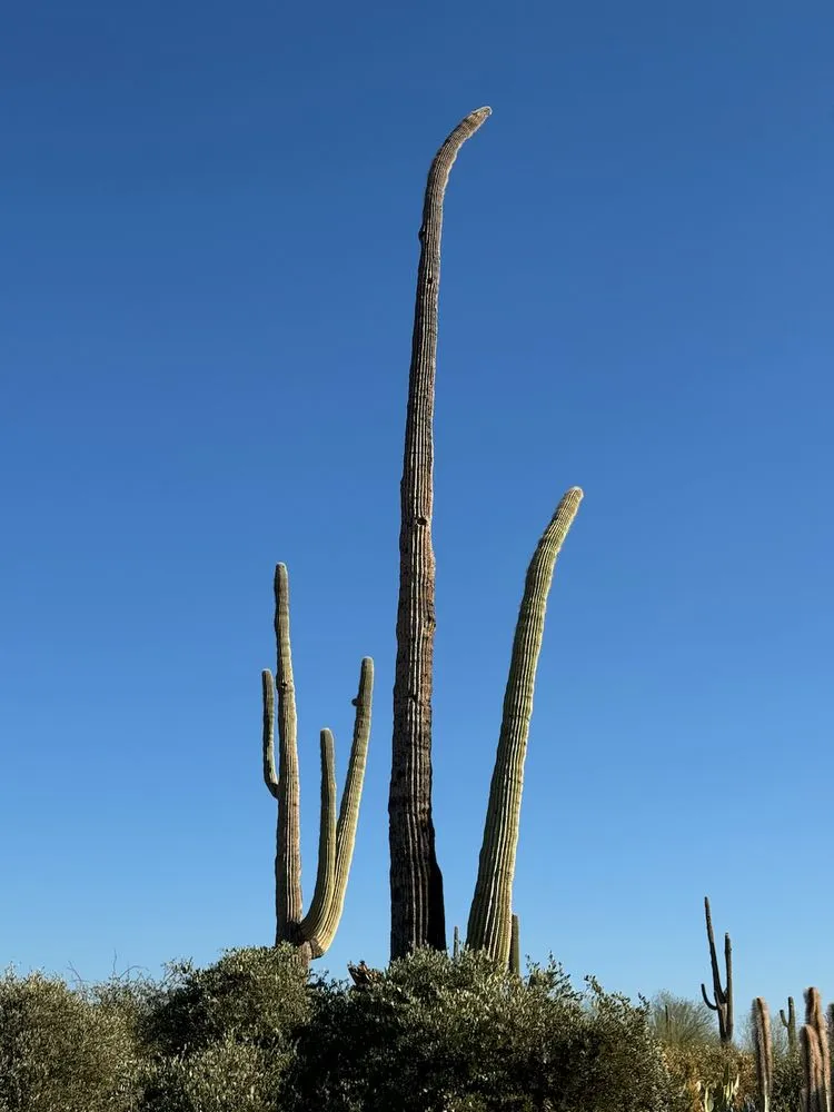 Affordable lawn mowing service experts serving Mesa, AZ - Cactus pros