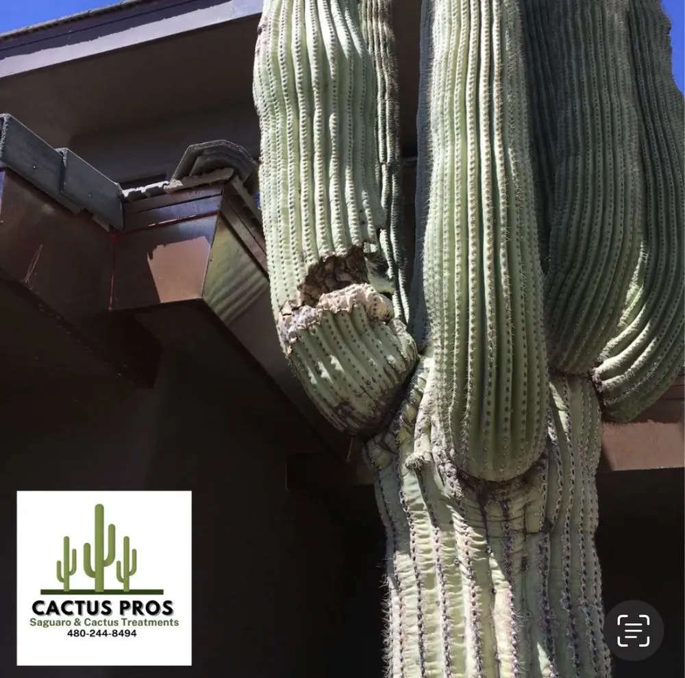 Expert landscaping services in Mesa, AZ - Cactus pros