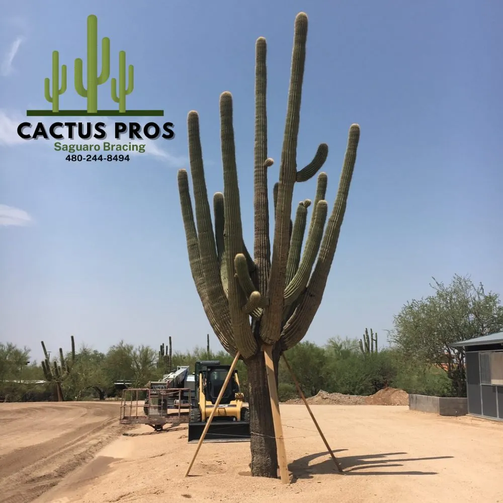 Professional garden landscaping in Mesa, AZ by Cactus pros