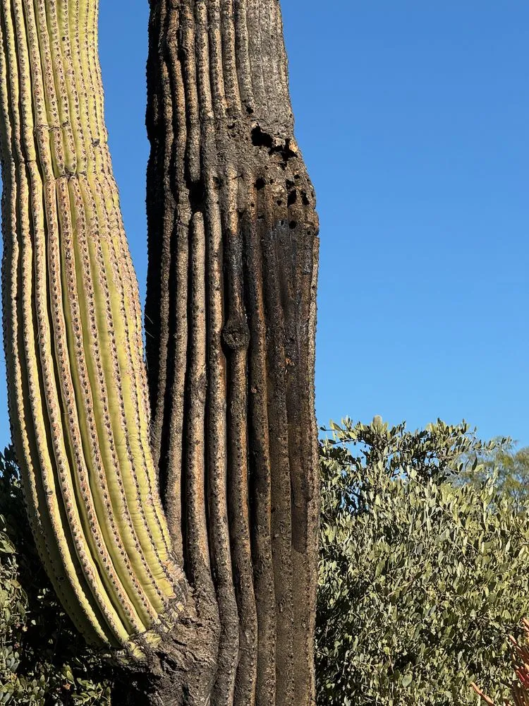 Affordable lawn mowing service in Mesa, AZ by Cactus pros