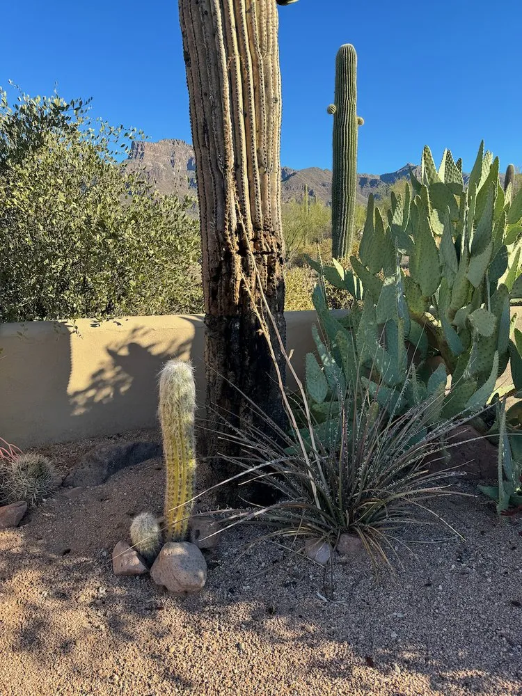 Expert landscaping services in Mesa, AZ - Cactus pros