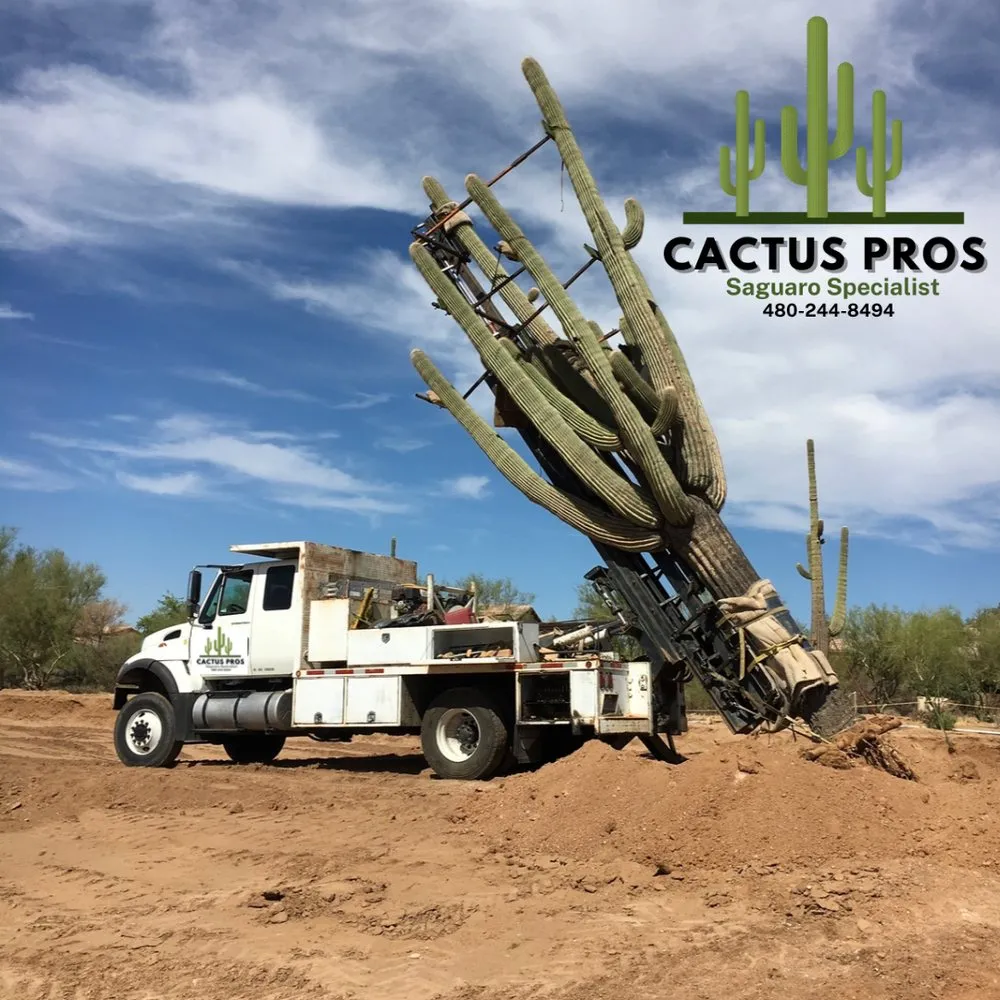 Professional yard cleanup service in Mesa, AZ - Cactus pros