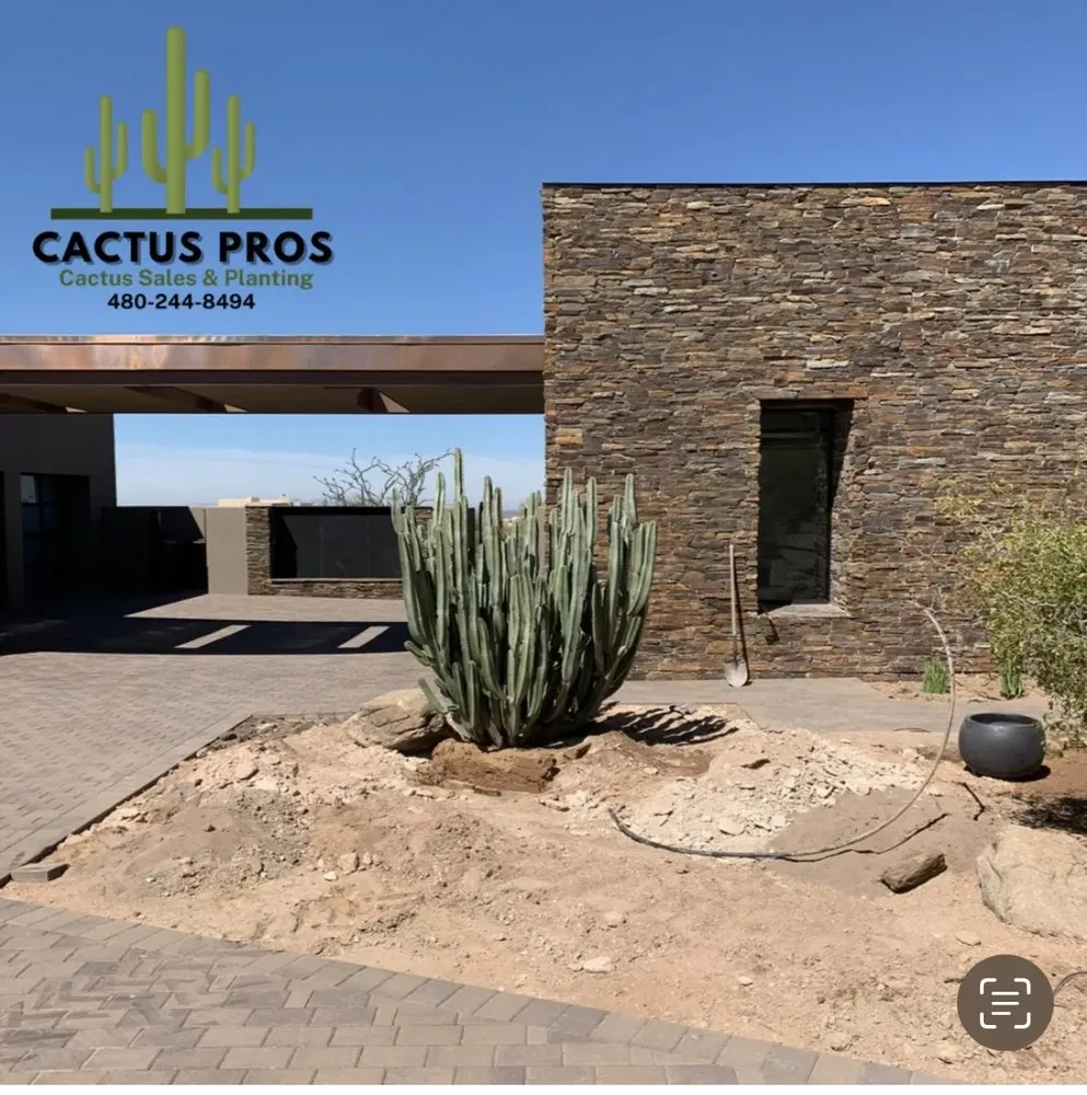 Trusted yard maintenance in Mesa, AZ by Cactus pros
