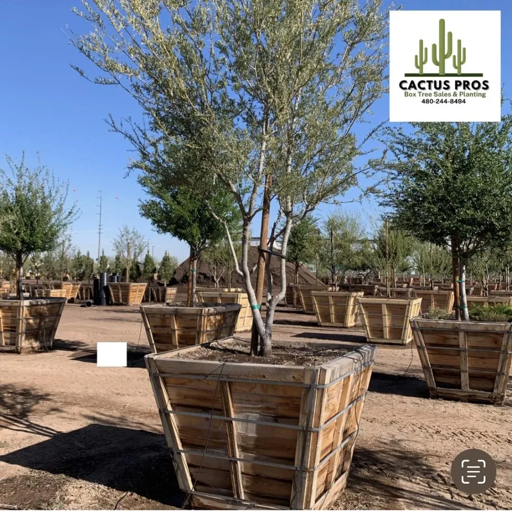 Top-rated residential landscaping with custom design in Mesa, AZ by Cactus pros