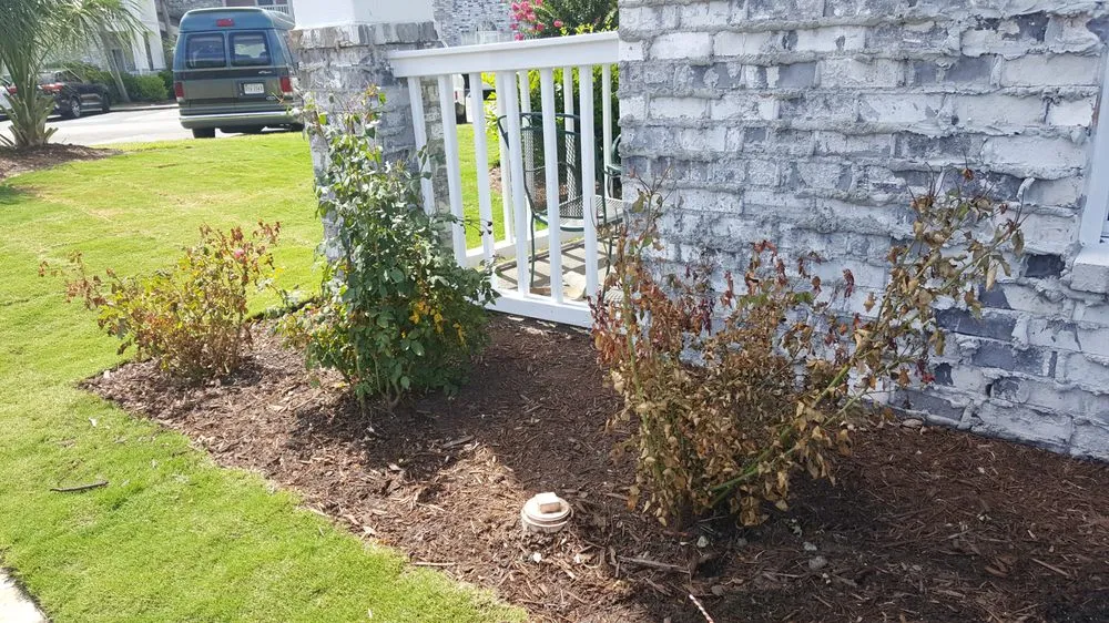 Expert residential landscaping near you in Myrtle Beach, SC by Cactus Sands Landscapes