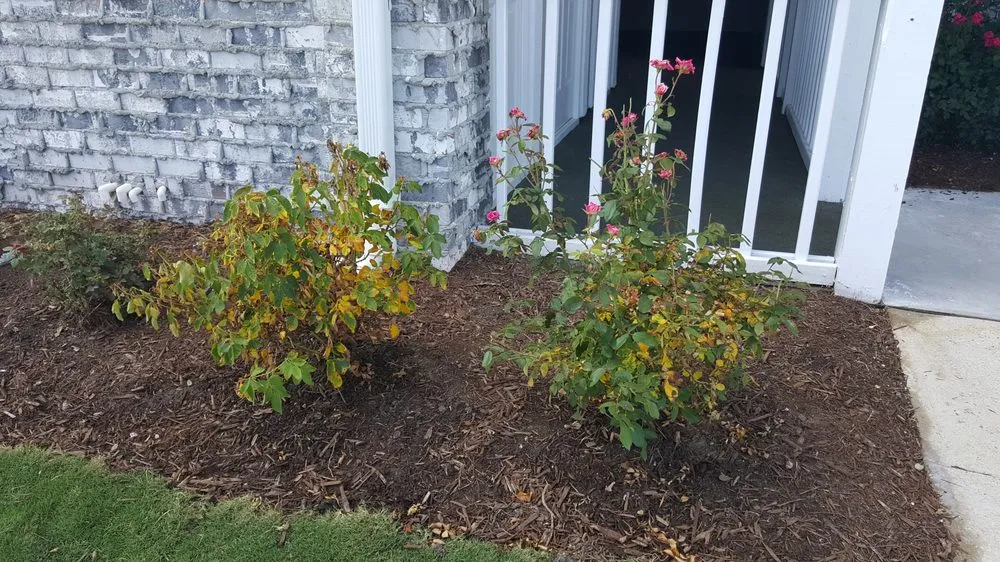 Top-rated outdoor landscaping in Myrtle Beach, SC - Cactus Sands Landscapes