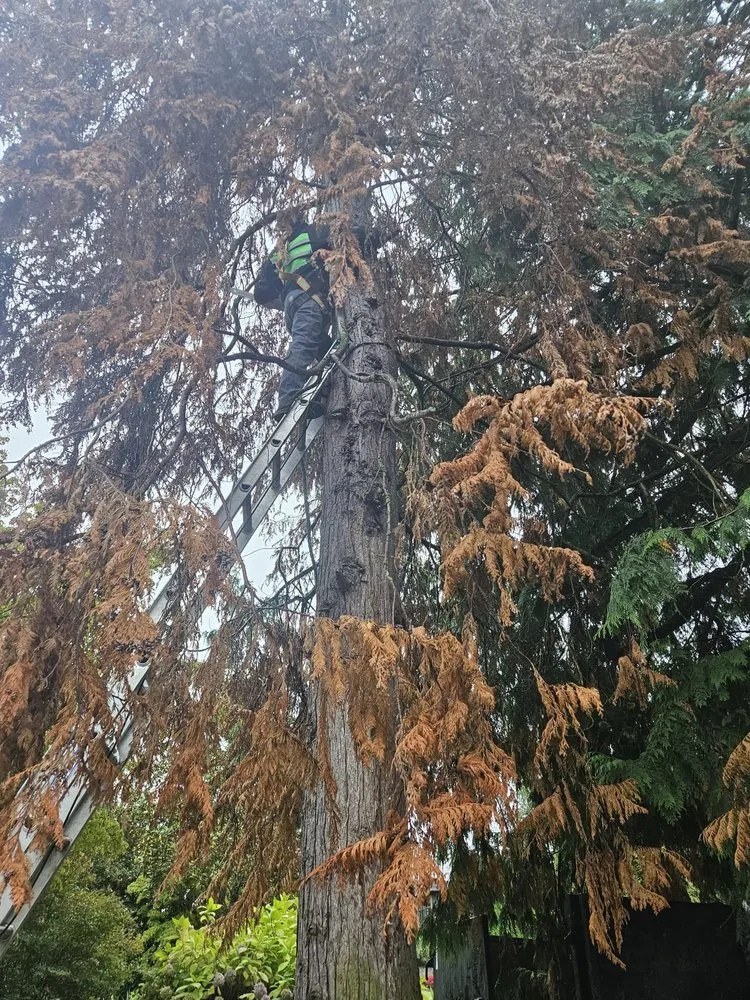 Top-rated landscape installation experts serving Snohomish, WA - Cactus