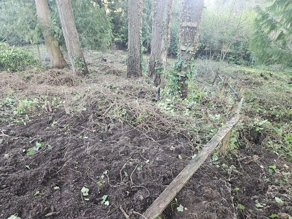 Affordable garden landscaping for outdoor upgrades across Snohomish, WA - Cactus