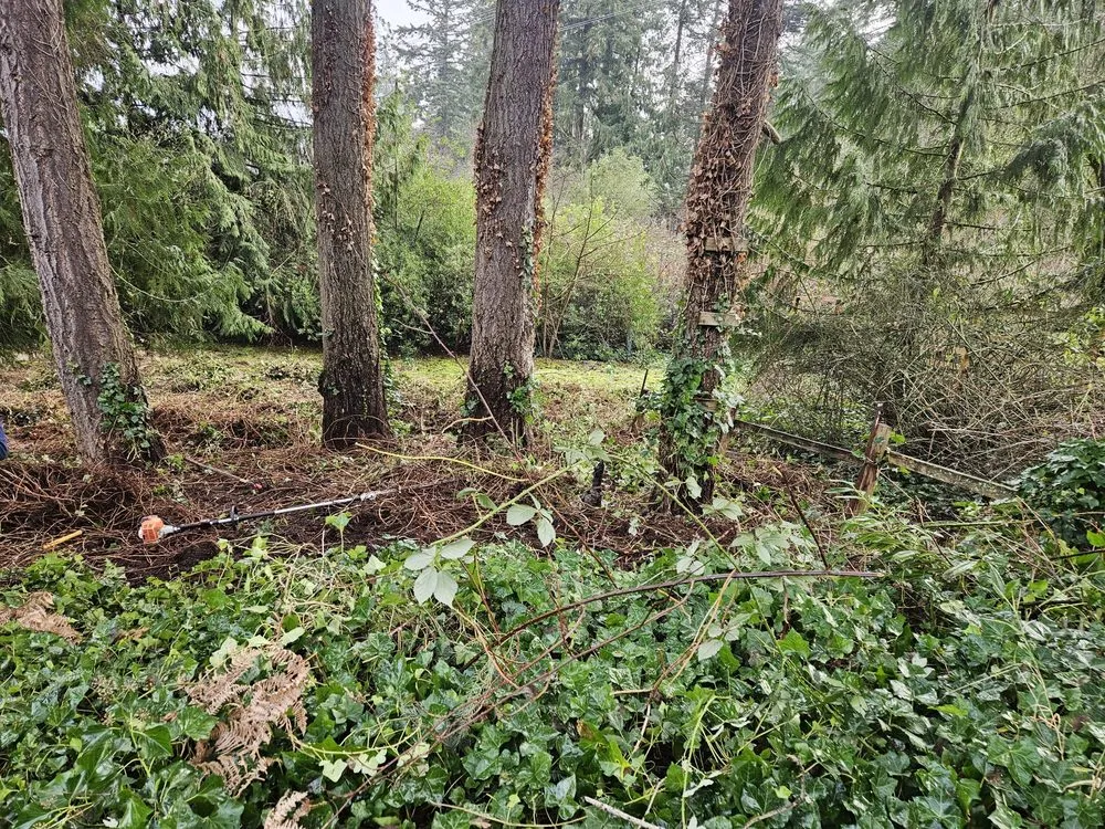 Reliable yard cleanup service in Snohomish, WA - Cactus