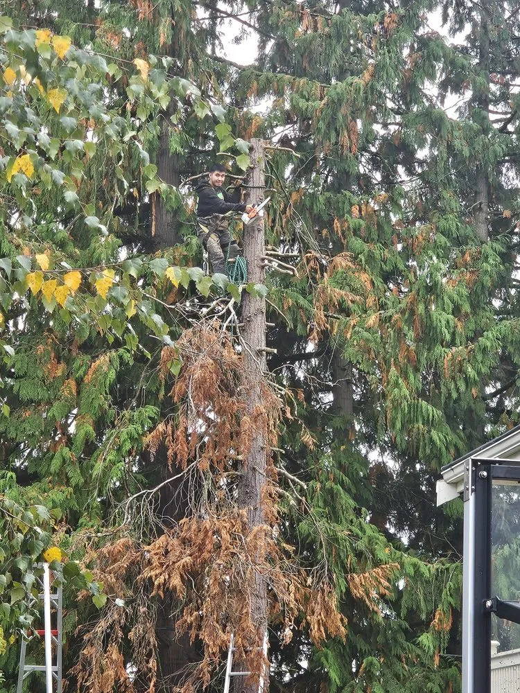 Top-rated lawn care service experts serving Snohomish, WA - Cactus