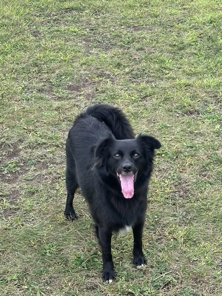 Reliable yard cleanup service in Lannon, WI - Caddie Cuts