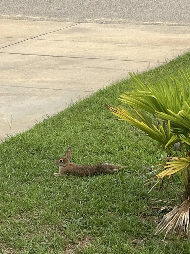 Custom residential landscaping near you across Fayetteville, NC - Cadillac Lawn & Landscaping