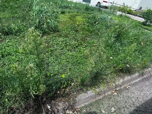 Cadott Lawn Care Logo