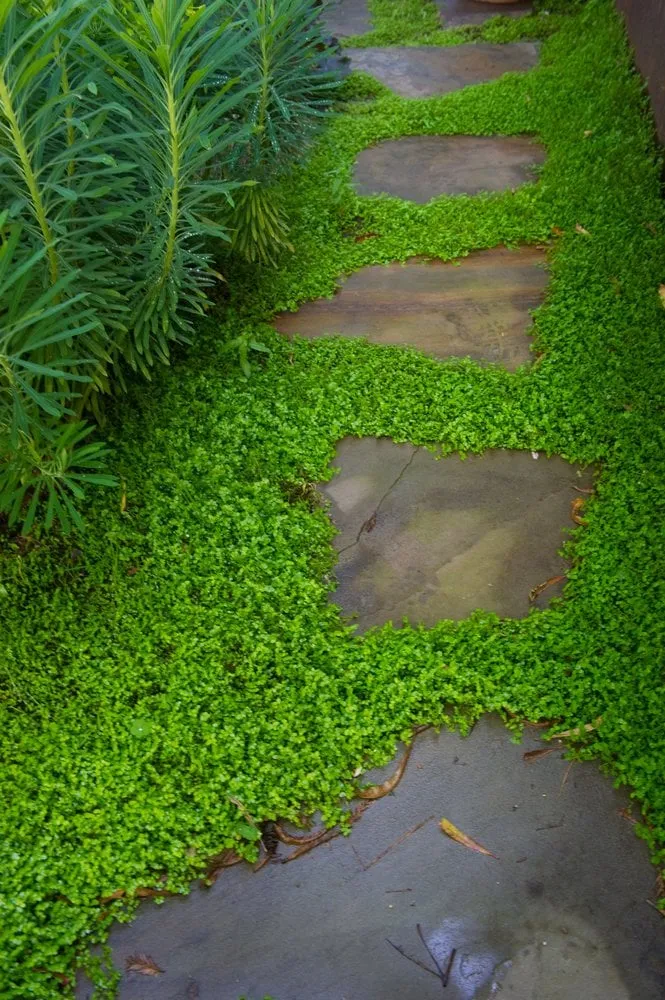 Professional landscaping services in San Rafael, CA - Caffrey Landscapes