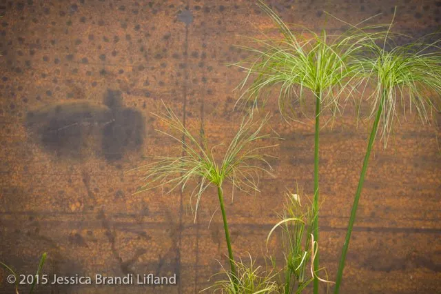 Reliable landscaping services experts serving San Rafael, CA - Caffrey Landscapes