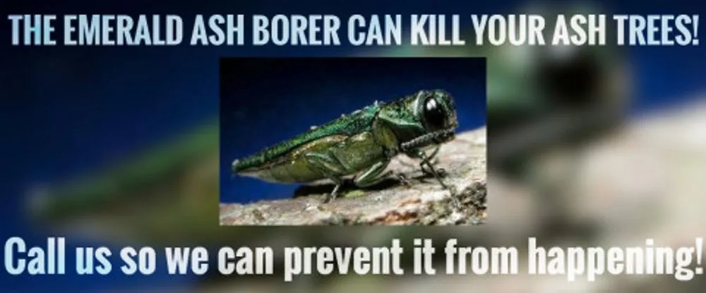 Professional yard maintenance in Scotch Plains, NJ - Caffrey Tree & Landscape