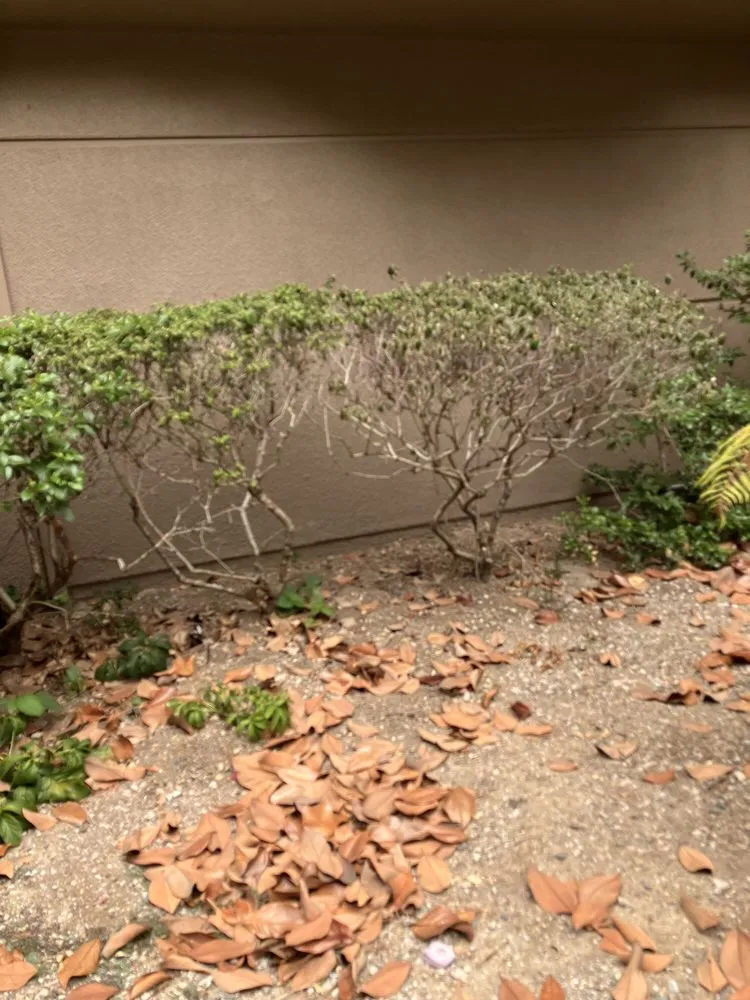 Expert lawn care service experts serving Petaluma, CA - Cagwin & Dorward