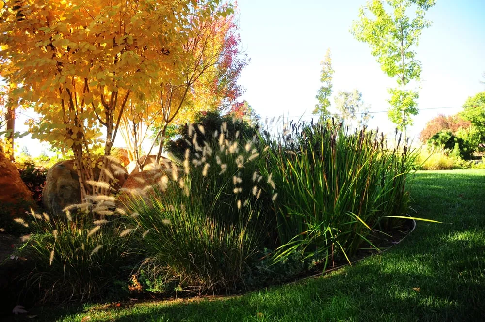Professional outdoor landscaping for beautiful yards across Petaluma, CA - Cagwin & Dorward