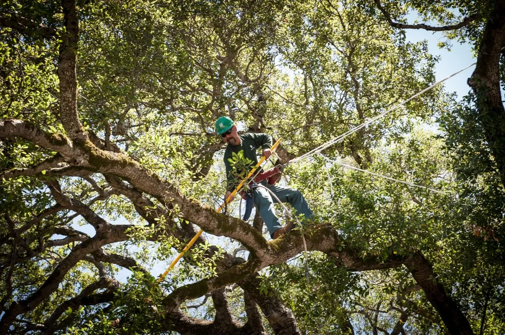 Professional landscape design experts serving Petaluma, CA - Cagwin & Dorward