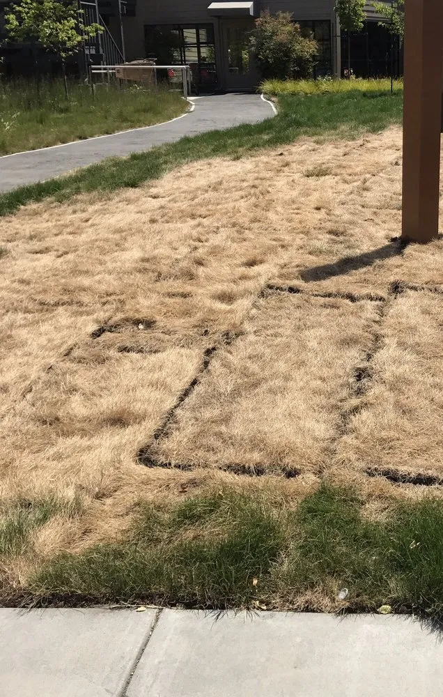 Reliable yard maintenance in Petaluma, CA by Cagwin & Dorward