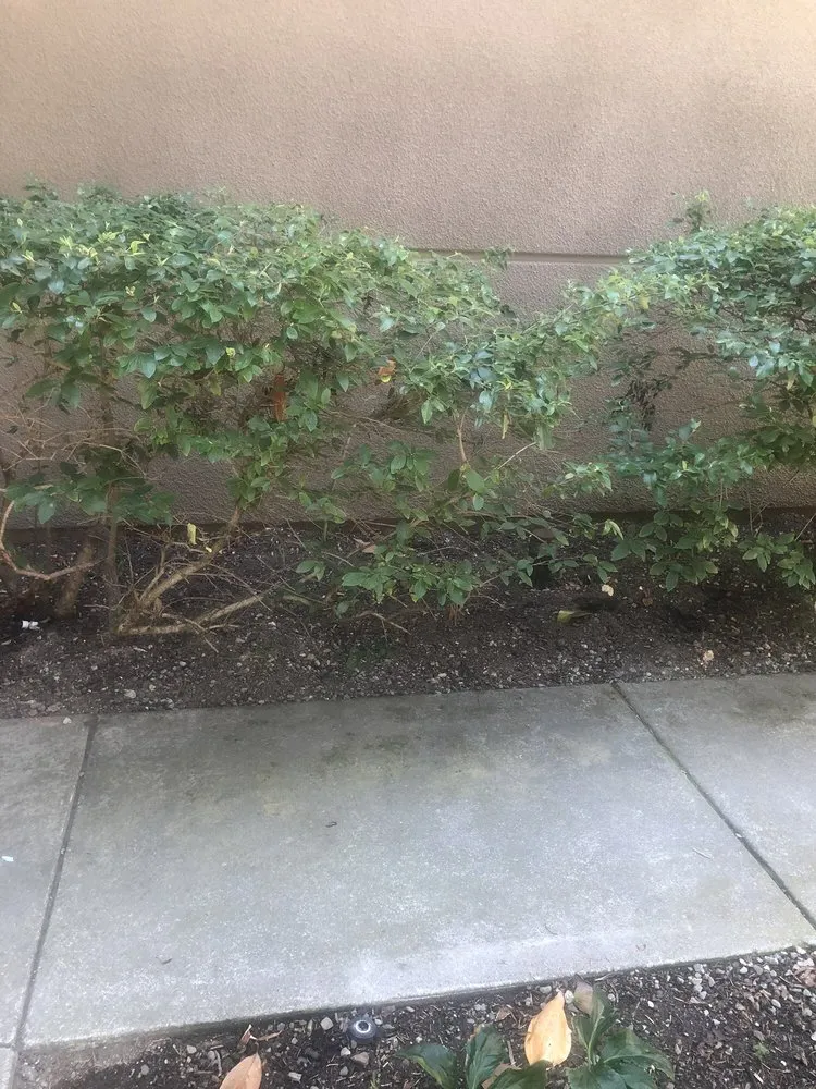 Custom garden landscaping near you across Petaluma, CA - Cagwin & Dorward