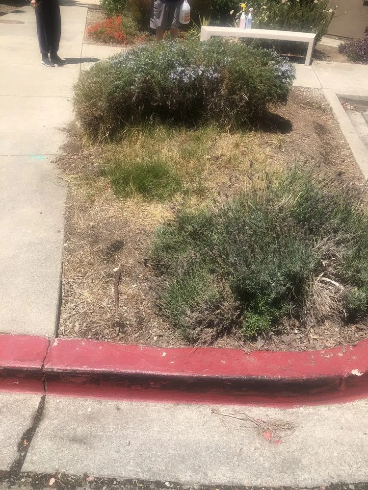 Custom residential landscaping with custom design in Petaluma, CA by Cagwin & Dorward