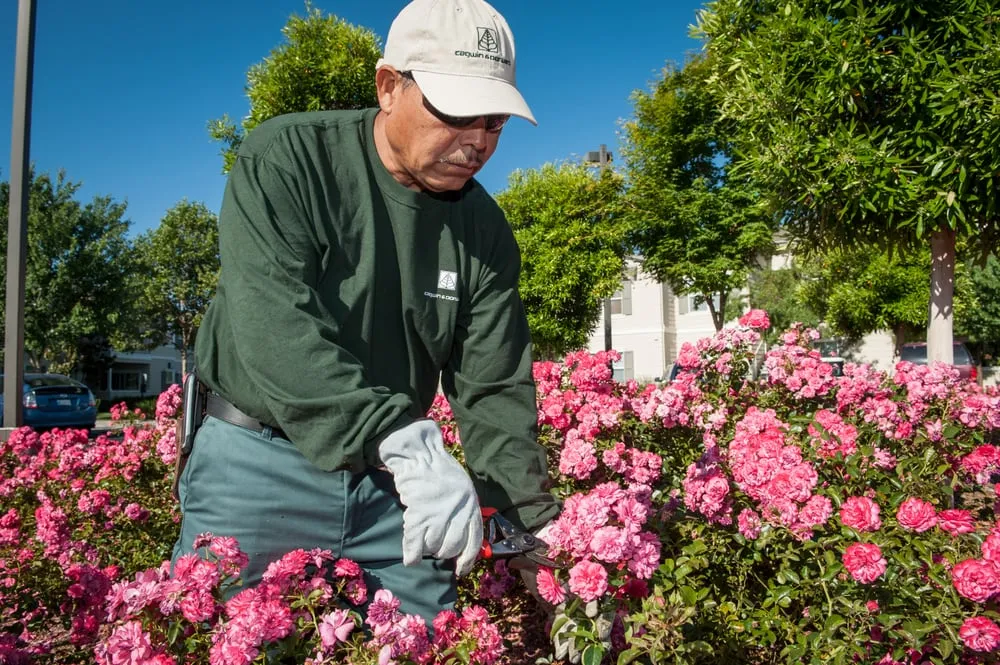 Trusted yard maintenance in Petaluma, CA by Cagwin & Dorward