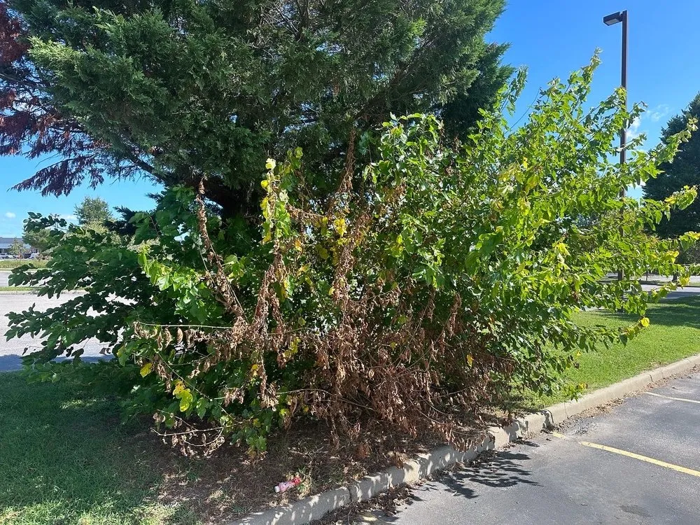 Expert yard maintenance for year-round maintenance in Manteo, NC by Cahoon’s Coastal Lawn Care Services